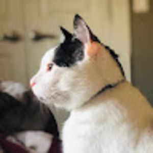 Meet your Posher, Tiantian